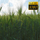 Spikelets Of Wheat - VideoHive Item for Sale