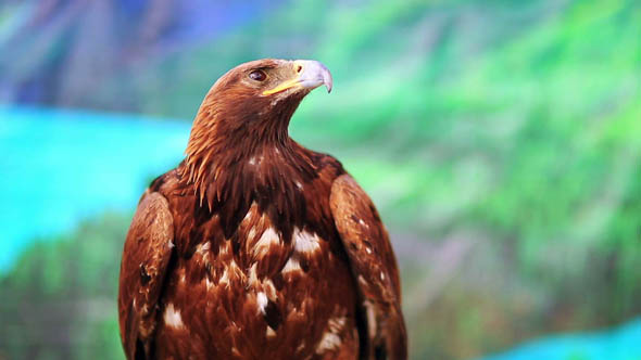 Close-Up View of Hawk