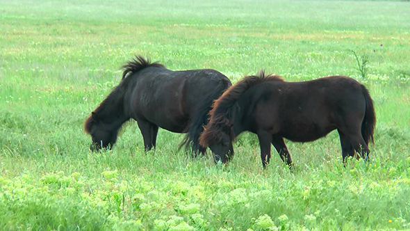 Black Ponies Grazing in the Steppes on the Green Grass