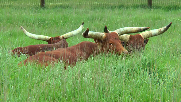 Ankole Watusi Lying in Grass  Visible Big Horns