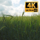 Spikelets Of Wheat 2 - VideoHive Item for Sale