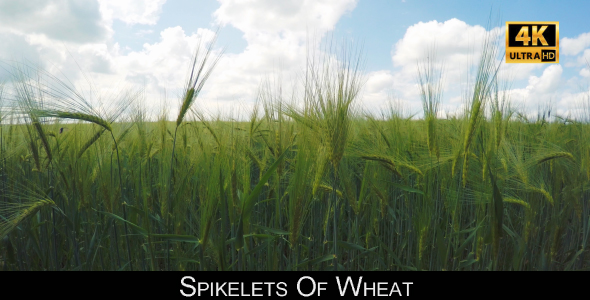 Spikelets Of Wheat 2 alt