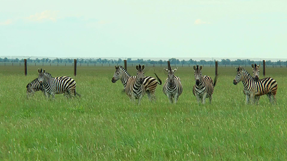 Eight of Zebras in the Steppes