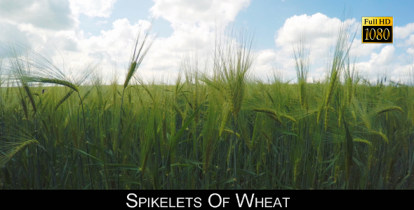 Spikelets Of Wheat 2 alt