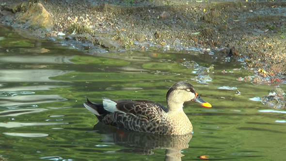 Duck  Duck Swimming in a Pond