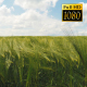Spikelets Of Wheat 3 - VideoHive Item for Sale