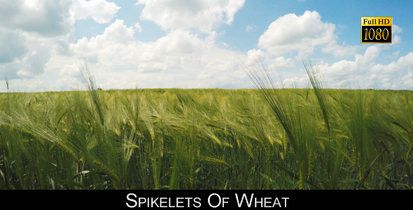 Spikelets Of Wheat 3 alt