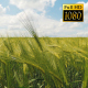 Spikelets Of Wheat 4 - VideoHive Item for Sale