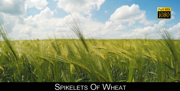 Spikelets Of Wheat 4 alt