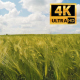 Spikelets Of Wheat 5 - VideoHive Item for Sale