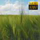 Spikelets Of Wheat 6 - VideoHive Item for Sale
