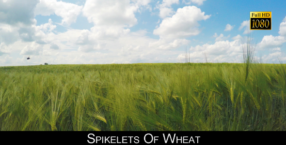 Spikelets Of Wheat 6 alt