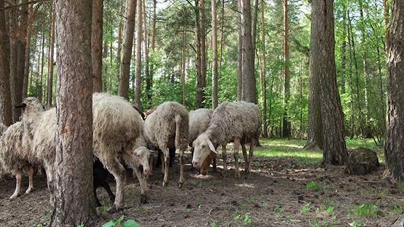 Sheep in the Forest
