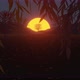 Autumn Sunset - VideoHive Item for Sale