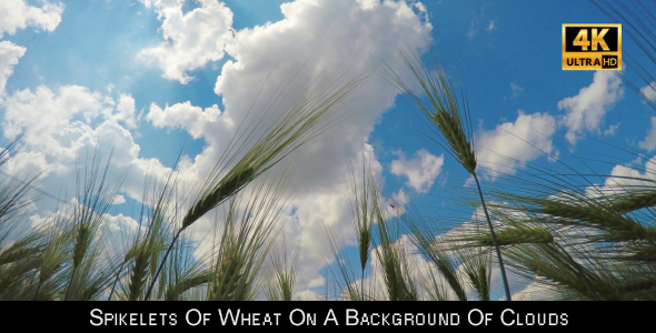 Spikelets Of Wheat On A Background Of Clouds alt