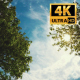 The Tree Foliage Looking Up 8 - VideoHive Item for Sale