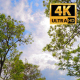 The Tree Foliage Looking Up 9 - VideoHive Item for Sale
