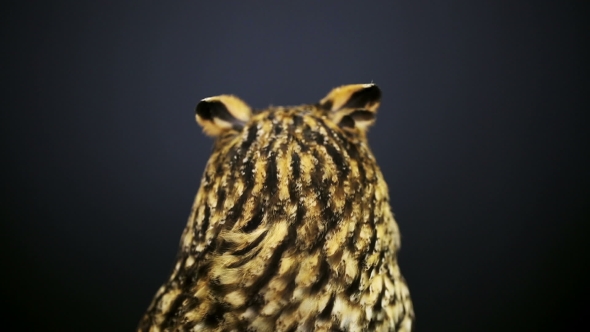  Portrait Of Young Long-eared Owl 2 alt