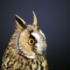 Young Long-eared Owl 2 - VideoHive Item for Sale