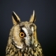  Portrait of Young Long-eared Owl 2 - VideoHive Item for Sale