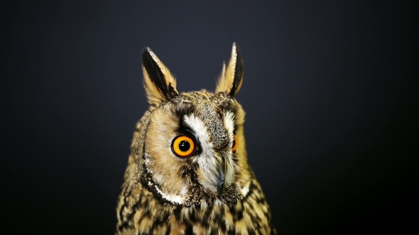  Portrait of Young Long-eared Owl 2 alt