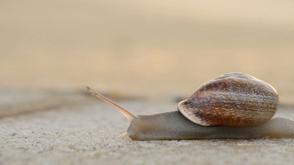 Snail Gastropod at Sunset alt