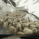 Herd of Sheep on a Mountain Pass Herd of Sheep on a Mountain Pass - VideoHive Item for Sale