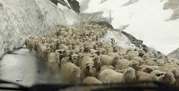 Herd of Sheep on a Mountain Pass