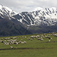 Herd of Sheeps in Mountains on Georgia, Caucasus Herd of Sheeps in Mountains on Georgia, Caucasus - VideoHive Item for Sale