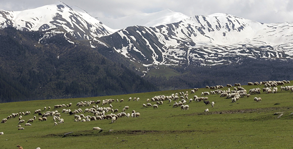 Herd of Sheeps in Mountains on Georgia, Caucasus