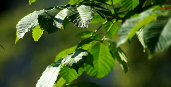 Chestnut Walnut Leaves Tree Wind Branch