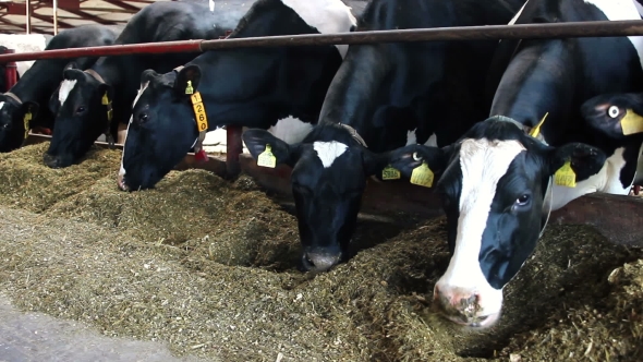 Cows Eat Sillage On Farm