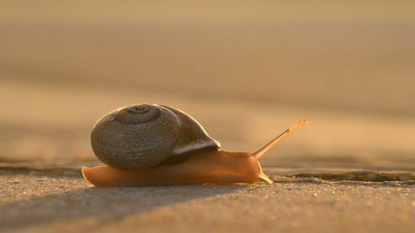 Snail Sliding Down at Sunset alt