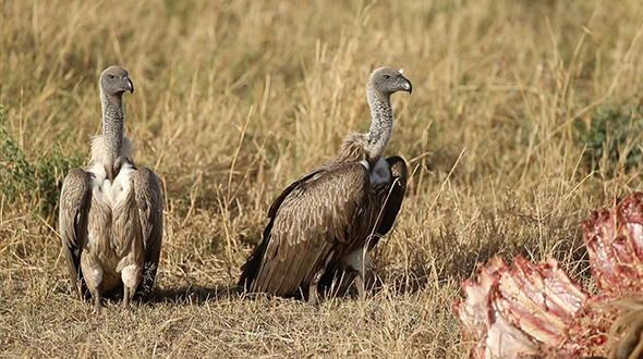 Vultures on the African Plains