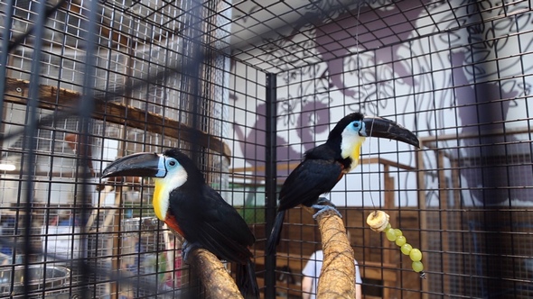 Birds Toucans at the Zoo alt