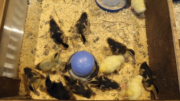 Ducklings in the Petting Zoo alt