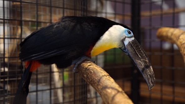 Bird Toucan at the Zoo alt