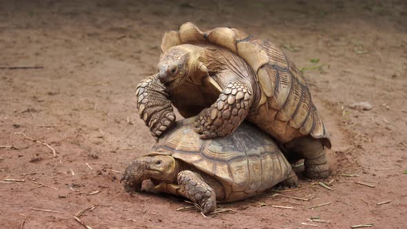 Aldabra giant tortoise (Aldabrachelys gigantea) mating in the garden alt