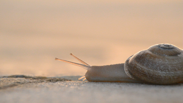Snail at Sunset Walking Slowly alt