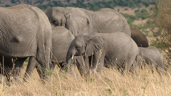 African Elephant Herd Walking