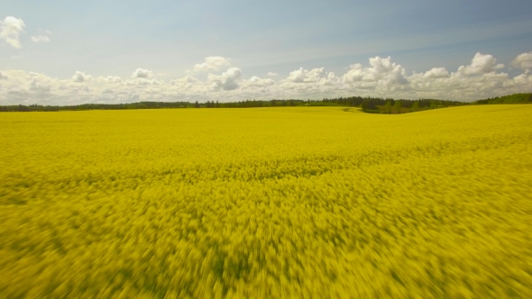 Yellow Rape Seed Field In Spring alt