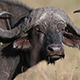 African Cape Buffalo with Massive Horn - VideoHive Item for Sale