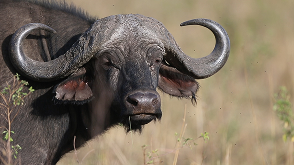 African Cape Buffalo with Massive Horn