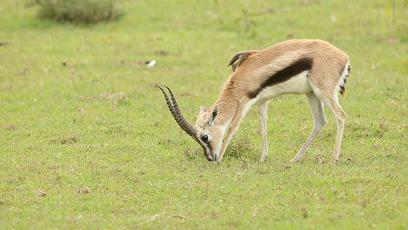 Thomson's Gazelle Grazing