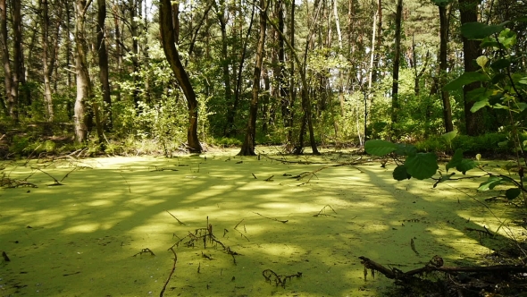 Green Swamp In Wild Forest alt