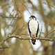 Buzzard Perched on a Branch - VideoHive Item for Sale