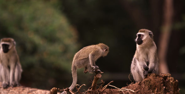 Small Group of Monkeys