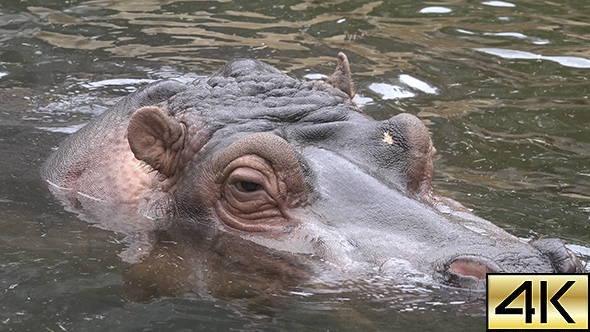 The Common Hippopotamus (Hippopotamus Amphibius) 04