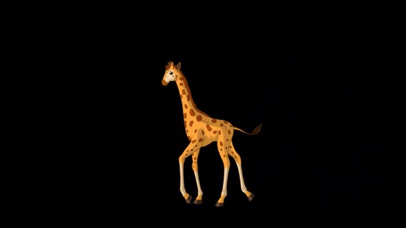 Little baby giraffe walks back and forth alpha matte long shot