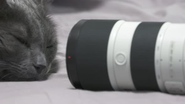 Face of Big Gray Cat in Front of Dslr Camera with Telephoto Zoom Lens Cat Resting on the Bed Close alt